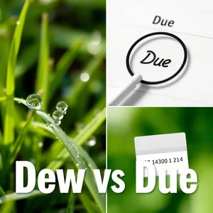 Dew vs Due Descubre la Diferencia Clave entre Estos Homofonos