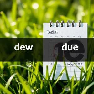 dew vs. due Desvendando a Diferença Entre Estes Homófonos Comuns